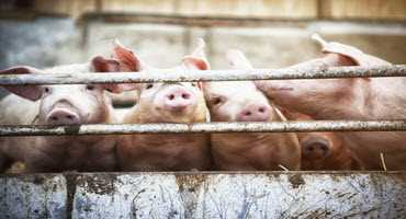Feds invest in swine disease surveillance