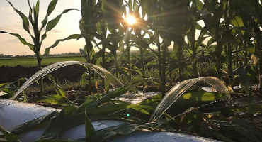 Despite Cool, Wet Start, Corn Ties 4th-Highest Yield, Grain Sorghum Hits Average