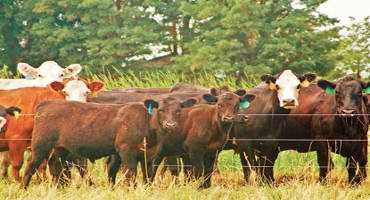 Implementing Low Stress Fence-Line Separation for Calf Weaning