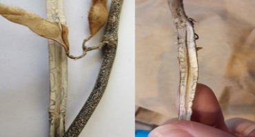 Stem Zone Lines do not Indicate Charcoal Rot in Soybeans