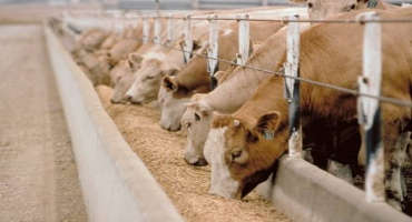 Surprising Beef Demand Sustained During '18 Results in Favorable December Cattle on Feed Report