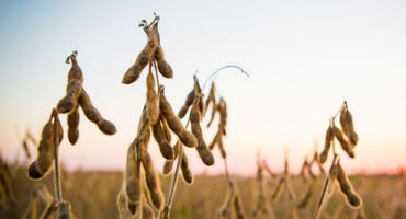 Science, Engagement, and Soybean Fields