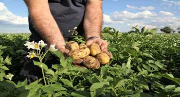 Alberta could become Canada’s potato capital