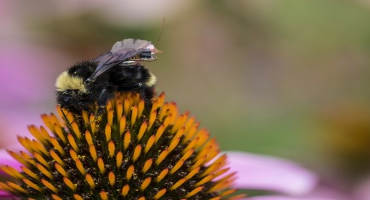 Researchers Create First Sensor Package that can Ride Aboard Bees