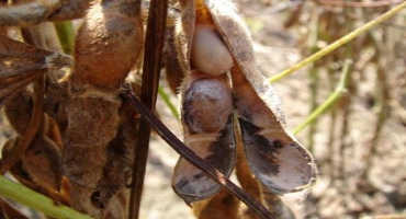Should You Use a Fungicidal Seed Treatment on Low-Quality Soybean Seed?