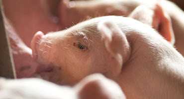 Prioritizing swine health in 2019