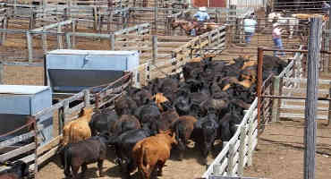 The US Beef Cattle Industry- All About Providing the Right Product in the Right Form at the Right Time in the Right Place to Satisfy the Consumer