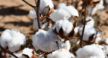 AgriLife Expert: Cotton Producers Should Reassess Planting Populations