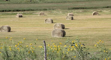 Early Hay Harvest and Fertilizing Meadows