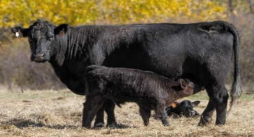 Consider These Study Materials to Refresh Your Husbandry Knowledge Before Calving Season Starts
