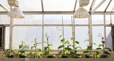 Scientists Engineer Shortcut for Photosynthetic Glitch, Boost Crop Growth by 40 Percent