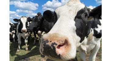 Feds fund dairy farm improvements