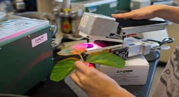 U Of I Scientists Have ‘Hacked Photosynthesis’ In Search Of More Productive Crops