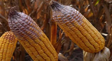 Extensive Spread of Corn Toxin Could Affect 2019 Crop