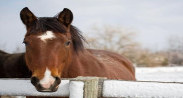 Horses Need a Little Extra TLC During Cold, Wet Winter Weather