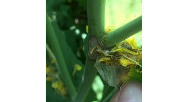 Protecting canola from sclerotinia