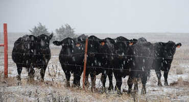 Winter Weather May Affect Cattle Market Factors, Animal Performance