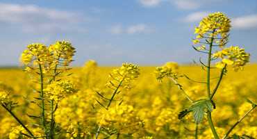 Up your canola planting population
