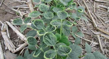 Effects of Dicamba Micro-Rates on Yields of Non-Dicamba Soybeans