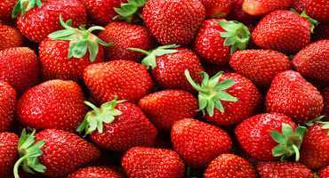 Fighting strawberry root rot in Ont.