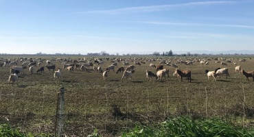 'Goating Off' - Grazing with Goats During Winter Months an Effective Management Tool