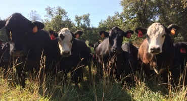 Livestock Grazing Helps California Tackle Wildfire