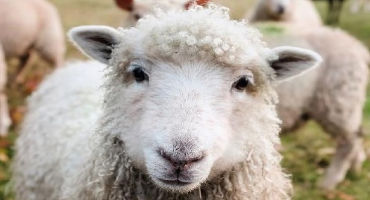 Winter Feeding Guidelines for Sheep and Goats