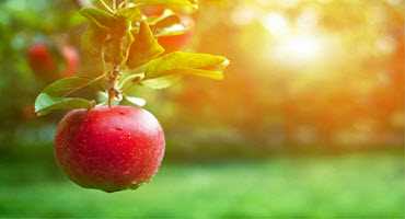 Apple and tender fruit markets grow