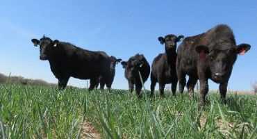 Cover Crop Grazing: Impacts on Soils and Crop Yields