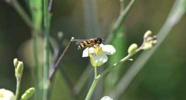 Plant-Pollinator Interactions Improve Oilseed Production, Beehive Health