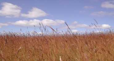 Research Brief: Sustainable Bioenergy from Native Prairies on Abandoned Agricultural Lands
