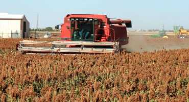 Grain Sorghum Irrigation Water-Use Efficiency Dependent on Weather Conditions