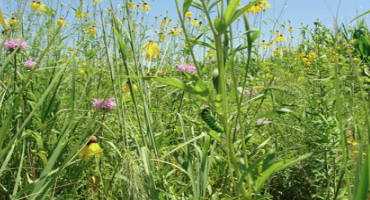 Prairie Strips Transform Farmland Conservation