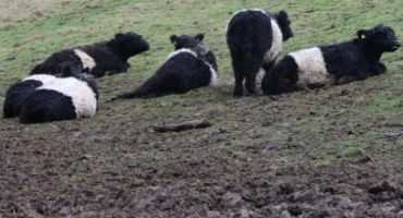 Rainy Days Lead to Muddy, Thinner Cows