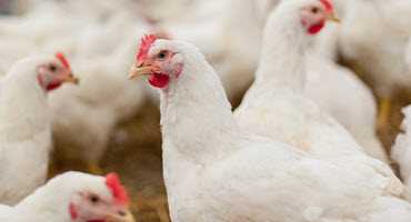 Combating heat stress in poultry barns