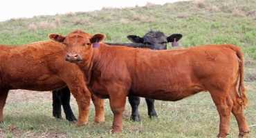 University of Nebraska-Lincoln Beef Economics Team Annual Beef Heifer Replacement Forecasts for the 2018 – 2019 Production Season