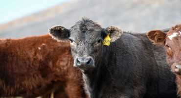 Is Creep Feeding Beef Calves Profitable?