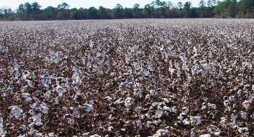 South Carolina Cotton Crop Expected to Rebound in 2019