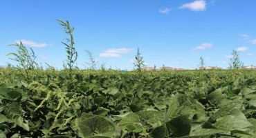 Achieving Full-season Waterhemp Control in Soybean