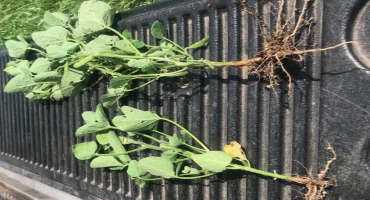 Double-Crop Soybean Yields after Barley in Northwest Ohio