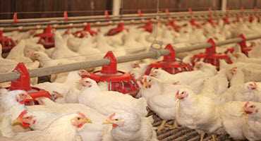 Ont. chicken farmers give back