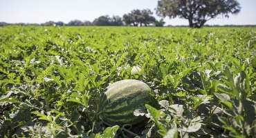 Nutrient Management for Vegetable Crops