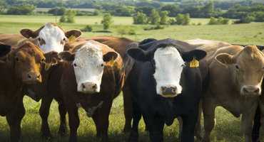 Feds invest in Manitoba cattle producers