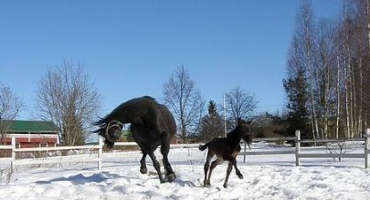 Horse Owners Use Caution - Icy Conditions Ahead!
