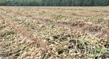 Clemson Experts Advise Peanut Growers to Adjust Crops to Meet Low Demand