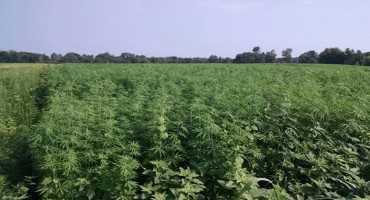 Industrial Hemp Production Bodes Well in South Carolina for First Year