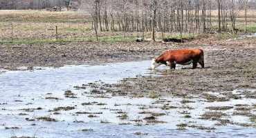 Cattle Taking a Hit from the Wettest Year on Record