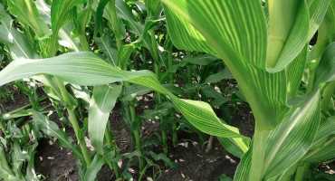 Can Fall Sulfur Application Work for You?
