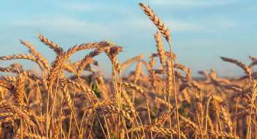 Healing Grain: Scientists Develop Wheat that Fights Celiac Disease