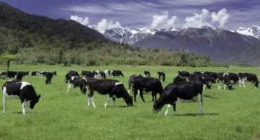 Dairy Prices Continue to Rise